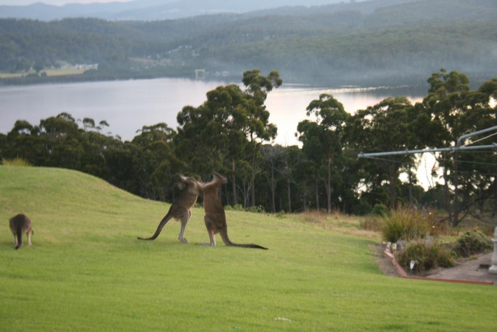 Norfolk Pines Motel Merimbula Kültér fotó