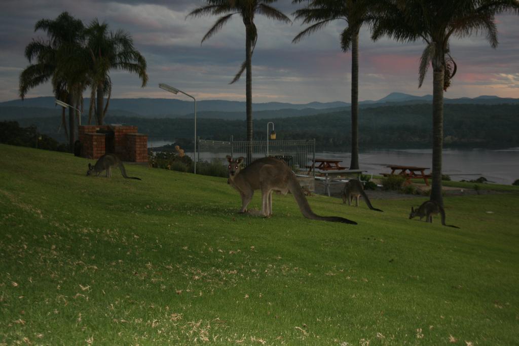 Norfolk Pines Motel Merimbula Kültér fotó